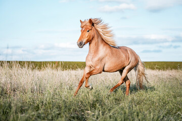 Palomino horse galloping across a windswept grassy meadow with flowing mane and tail under a bright blue sky © PIC by Femke