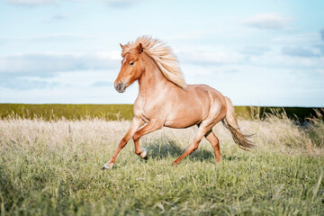 Chestnut horse galloping across sunlit grassy field with flowing mane and clear blue sky © PIC by Femke