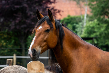Fototapeta premium Close-up portrait of a bay horse standing by a wooden fence post in a sunlit paddock with blurred barn and trees