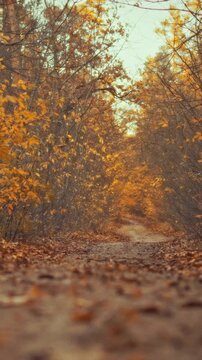 A quiet country road lined with bare trees is blanketed by a thick carpet of fallen leaves, their warm autumn hues lighting the path, creating a natural setting for a calm walk through the season