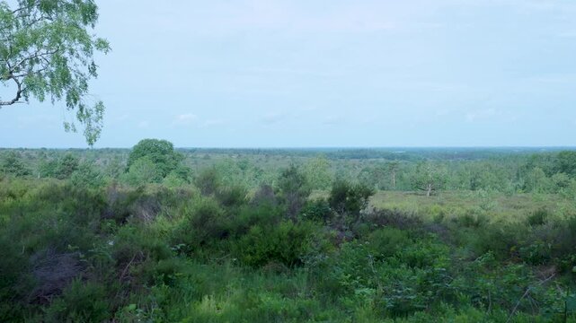 Panoramic view of a vast green moorland on a summer day
