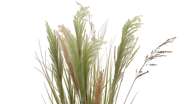 Decorative ornamental green and beige pampas grass stems with botanical ornamental minimalist feathery background isolated