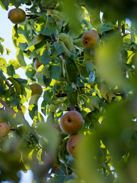 Fruitful Pear Tree Branch in Lush Green Foliage