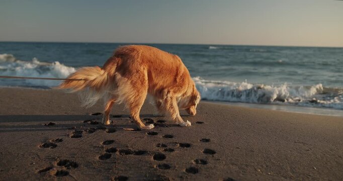 Nova Scotia Duck Tolling Retriever walks along the shoreline leaving footprints in soft sand during golden hour. Cinematic outdoor footage captures freedom, exploration and peaceful summer travel.