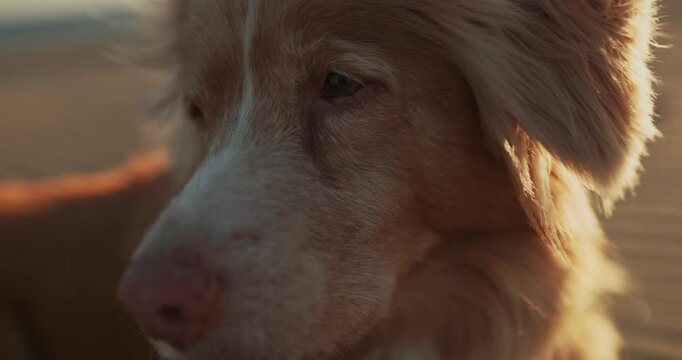 Cinematic portrait of a Nova Scotia Duck Tolling Retriever at sunset with soft background blur. Natural light and shallow depth of field create premium outdoor footage.