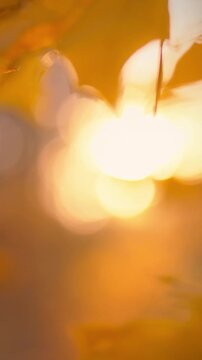 Golden leaves are illuminated by the setting sun, with a blurred background that isolates the foliage, depicting an autumn scene and natural lighting, emphasizing nature's seasonal colors