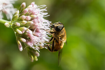 bee on a flower © Stephanie Beckers