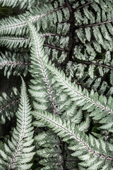Japanese fern © Jill