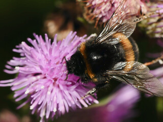 Bumblebee collecting nectar on purple thistle flower © Nadiia