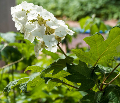 Eichenbl&auml;ttrige Hortensie (Hydrangea quercifolia). Ein Zierstrauch, der gro&szlig;e, l&auml;ngliche Rispen mit wei&szlig;en Bl&uuml;ten und im Herbst wundersch&ouml;ne Farbt&ouml;ne aufweisendes Laub hervorbringt.
