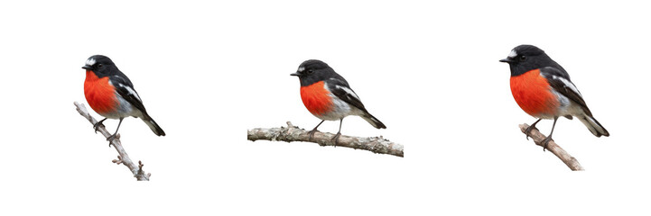 Scarlet Robin Birds PNG Collection: High-Resolution Isolated Red-Breasted Australian Passerine Wildlife Set on Branches for Nature Design, Wildlife Graphics, and Digital Art Projects