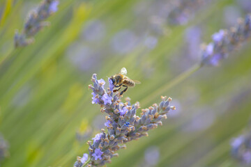 A bee collects nectar from a lavender flower © saprygins