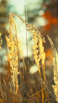 Soft light passes through tall golden grass in an outdoor scene. Warm autumn foliage colors form a backdrop, presenting a natural seasonal setting with visible golden grass and autumn leaves