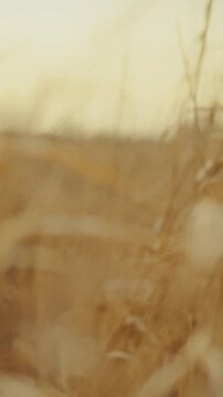 Tall golden grass sways in a summer landscape as the sunset pours warm light across the natural scene, the evening breeze moving the blades and casting soft shadows over the horizon