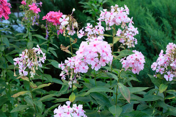 Obraz premium Fading Light Pink Phlox Flowers and Wilting Blooms in Summer Garden Bed