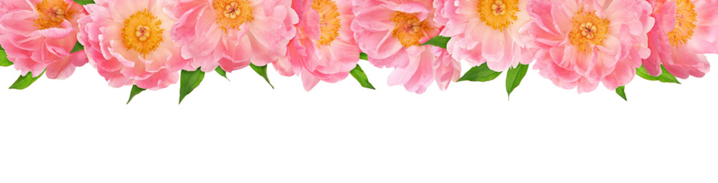 Coral peony flowers in top border arrangemen isolated on white or transparent background