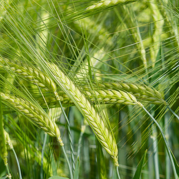 Hordeum vulgare - Gersten&auml;hren.  Kulturgetreideart mit unreife langen behaarten &Auml;hren und Halmen an aufrechten St&auml;ngeln. Glatte, gefurchte Blattscheiden mit kurzem, h&auml;utigem Blatth&auml;utchen.
