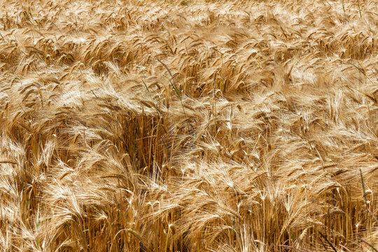 Hordeum vulgare | Erntereifes Gerstenfeld. (Hordeum vulgare) mit goldenen &Auml;hren und Halmen