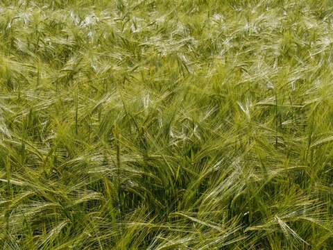 (Hordeum vulgare) Gr&uuml;nliche B&uuml;schel unreifer Kulturgerste mit langen, b&auml;rtigen &Auml;hren an aufrechten, gebogenen Halmen
