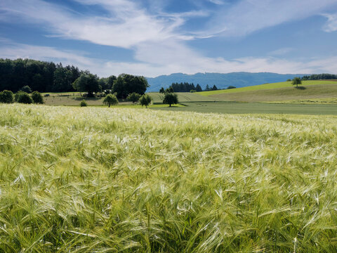 Hordeum vulgare - Ein Gerstenfeld mit noch gr&uuml;nen &Auml;hren in malerischer Umgebung in der s&uuml;ddeutschen Ebene
