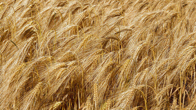 Erntereifes Gerstenfeld (Hordeum vulgare) - Kulturgetreide, gekennzeichnet durch ihre &Auml;hren mit langen Grannen an aufrechten St&auml;ngeln mit lineal-lanzettlichem Laub
