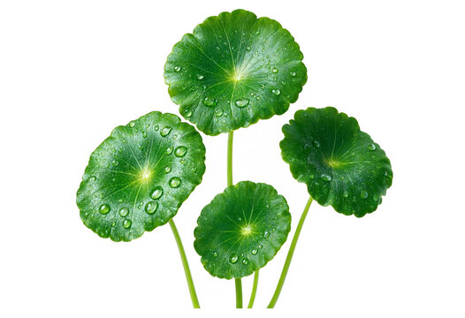 Fresh green centella asiatica leaves with water droplets isolated on white background