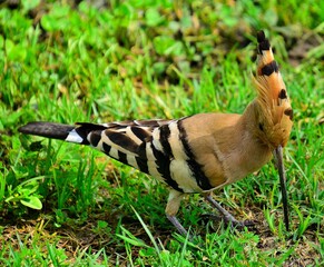 Hoopoe the national bird of Israel feeding on green grass in Yarkon Park Tel Aviv © Naftali Khalman