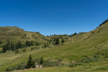 panoramic view of the lush green alpine pastures and rolling mountain slopes of and around Diedamskopf in Bregenzerwald, Vorarlberg, Austria, bathed in bright summer sunlight beneath a clear blue sky © Oliver Dünser