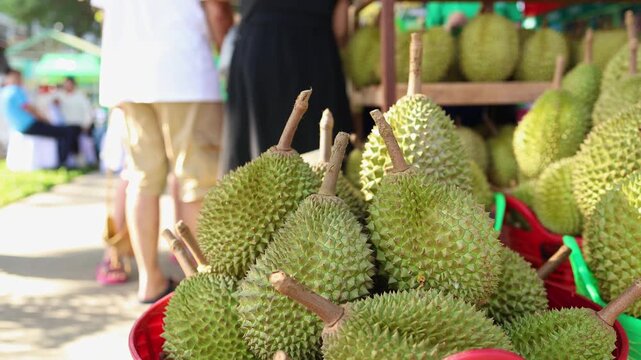 Fresh green durian fruits displayed on wooden shelves at local Asian street market. Close up of tropical spiky King of Fruits on counter of outdoor store, exotic food and agriculture concept.