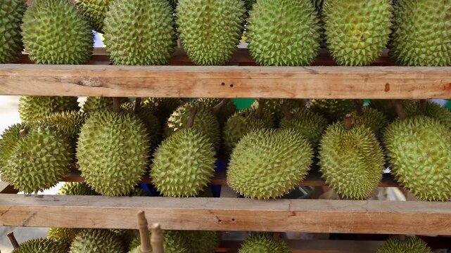 Fresh green durian fruits displayed on wooden shelves at local Asian street market. Close up of tropical spiky King of Fruits on counter of outdoor store, exotic food and agriculture concept.