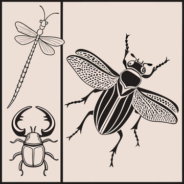 Vintage insect collection vector set, detailed line art illustration of dragonfly, stag beetle, and moth isolated on background