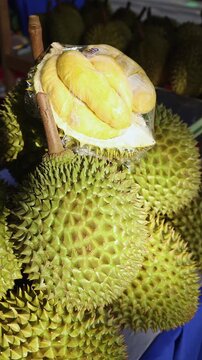 Fresh green durian fruits displayed on wooden shelves at local Asian street market. Close up of tropical spiky King of Fruits on counter of outdoor store, exotic food and agriculture concept.