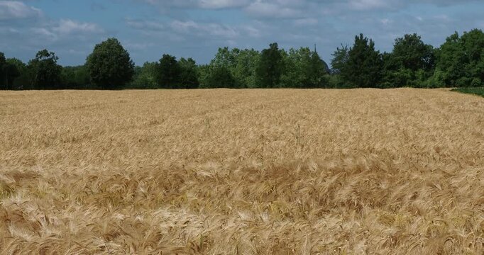 (Hordeum vulgare) Ein Gerstenfeld (Hordeum vulgare) mit goldenen &Auml;hren, die sich im Wind wiegen und erntereif sind
