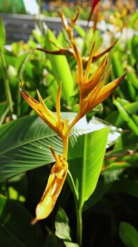 Exotic yellow heliconia psittacorum flower growing outdoors in lush tropical garden. Close up of parrot's beak plant with vibrant orange petals and green foliage under bright natural sunlight.
