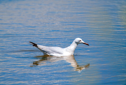 Slender-billed gull in a lagoon in Chiclana, Spain.
