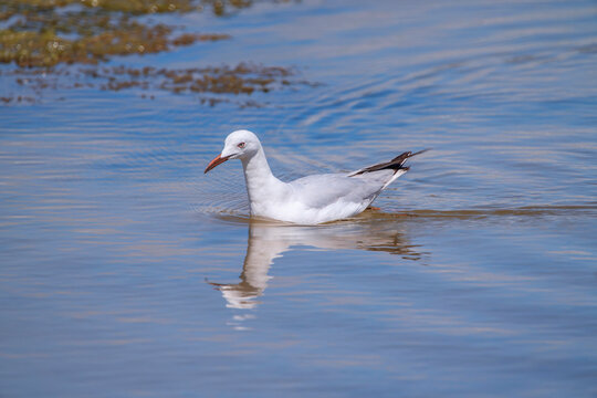 Slender-billed gull in a lagoon in Chiclana, Spain.