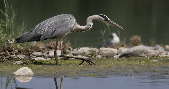 Slow motion of a heron hunting near a calm water body