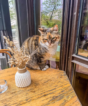 Cute Calico Tabby Cat Sitting On Wooden Cafe Table By Window With Dried Flowers Vase Street Stray Cat Cozy Autumn Mood Photo