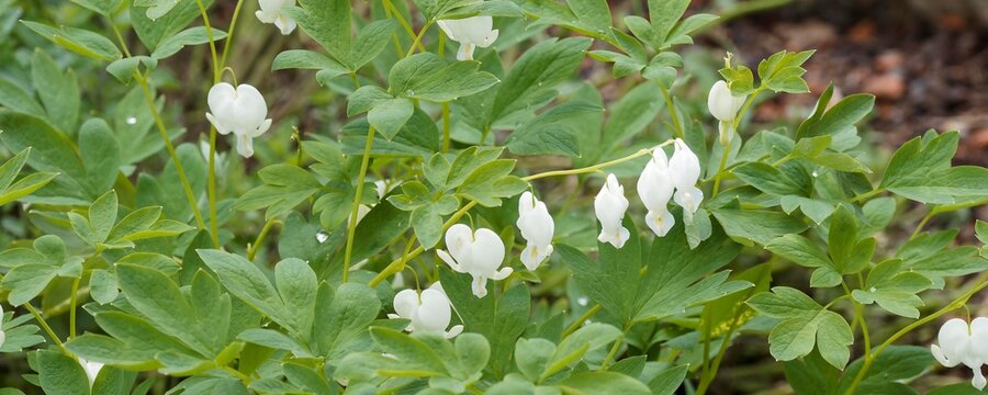 Dicentra spectabilis | Tr&auml;nendes Herz 'Alba'. B&uuml;schel von herabh&auml;ngenden, herzf&ouml;rmigen wei&szlig;en Bl&uuml;ten an den Spitzen der &uuml;berh&auml;ngenden St&auml;ngel
