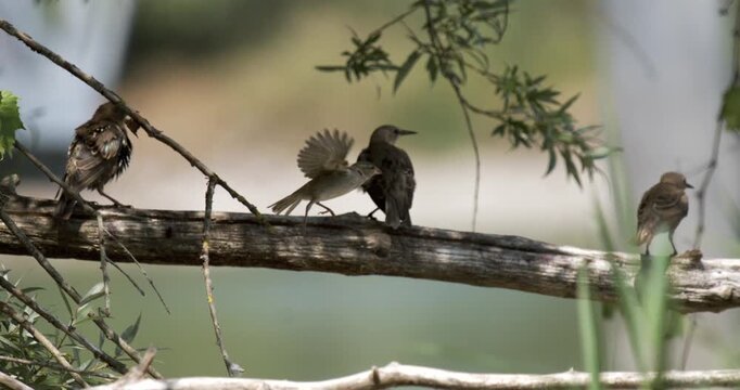 Juvenile European starlings perched on branch in Switzerland