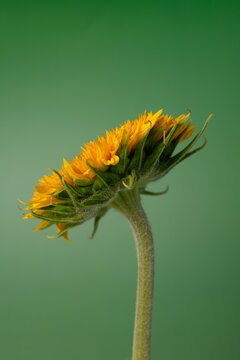Back View of Sunflower Bloom on Green Background with Copy Space