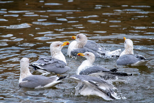 Group of yellow-legged gulls bathing.