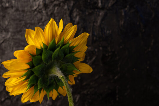 Back Side of Bright Sunflower on Dark Textured Background
