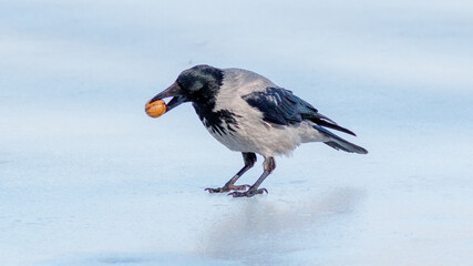 blue tit on the ground © lazalnik