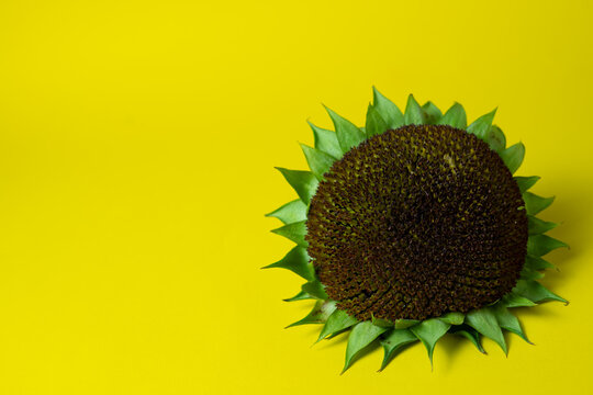Ripe sunflower head on bright yellow background