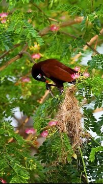 A Montezuma Oropendola bird building its hanging woven nest in a tropical tree