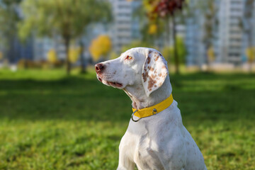 Profile portrait of a white dog with brown spots and a yellow collar sitting on green grass in a park, looking attentively to the side with blurred city buildings in the background. © antoie