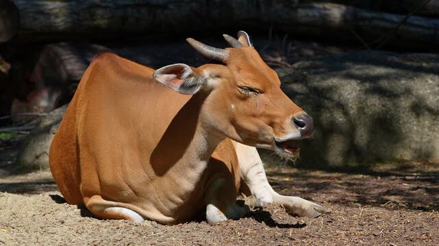 Banteng, Bos javanicus or Red Bull. It is a type of wild cattle But there are key characteristics that are different from cattle and bison: a white band bottom in both males and females.