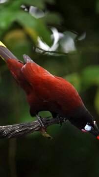 A close-up vertical shot of a Montezuma Oropendola bird perched on a wooden branch in a lush tropical forest.