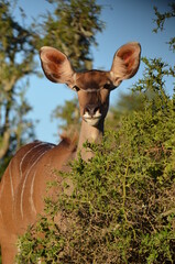 Female Greater Kudu antelope peering over a thorny bush in Addo Elephant National Park © Michael